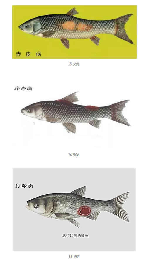 鱼病1.png 鱼病1.png