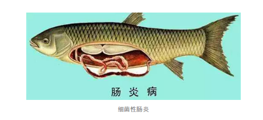 鱼病2.png 鱼病2.png
