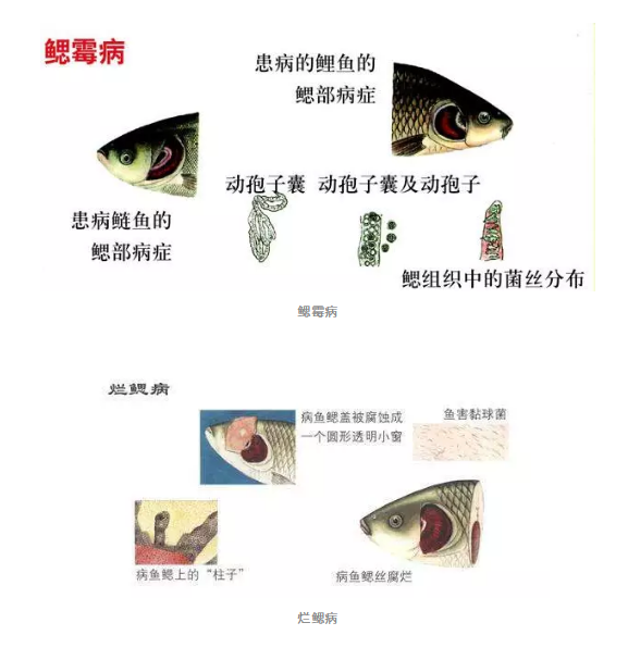 鱼病4.png 鱼病4.png