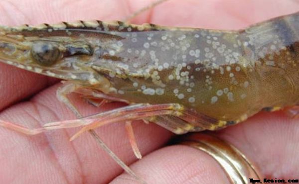 亚洲男人的天堂一区二区无码