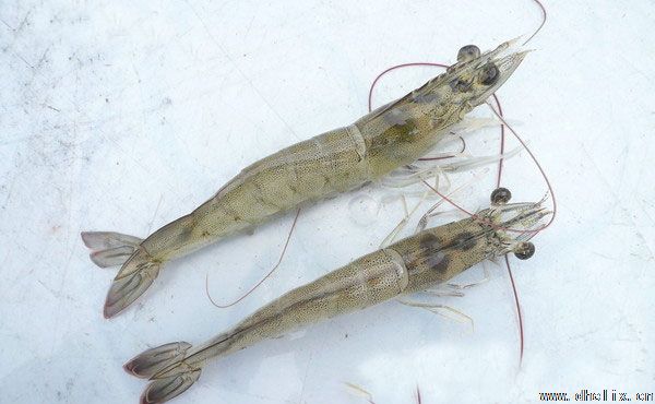 亚洲男人的天堂一区二区无码